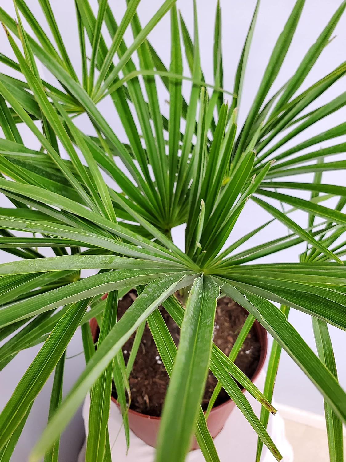 Windmill Palm Tree - Live Plant - Overall Height 26" to 32"' - Tropical Plants of Florida (Plant Only)
