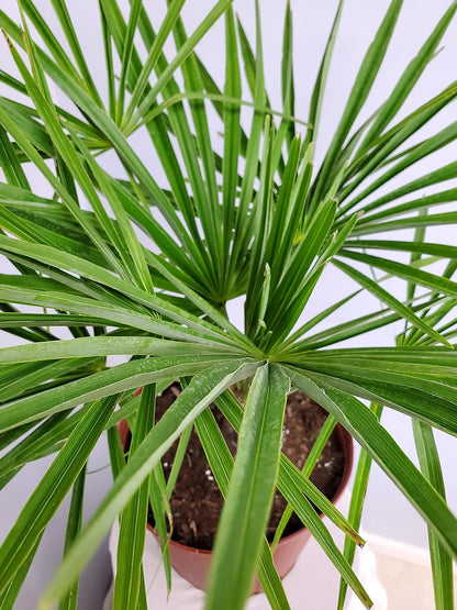 Windmill Palm Tree - Live Plant - Overall Height 26" to 32"' - Tropical Plants of Florida (Plant Only)
