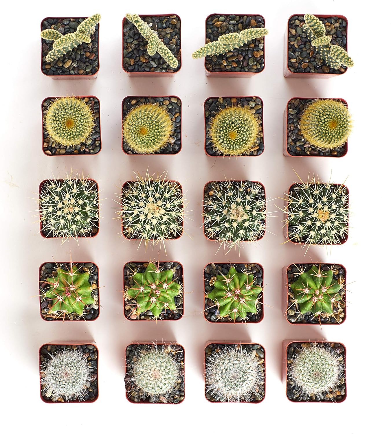 Shop Succulents Premium Live Mini Cactus Plants in Bulk 2" Pots, Easy Care Indoor or Outdoor Gardening, Terrariums, Favors, & Contemporary Spaces with Hardy, Resilient Varieties, Pack of 40