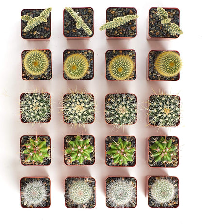 Shop Succulents Premium Live Mini Cactus Plants in Bulk 2" Pots, Easy Care Indoor or Outdoor Gardening, Terrariums, Favors, & Contemporary Spaces with Hardy, Resilient Varieties, Pack of 40