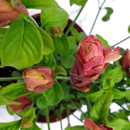 Shrimp Plants (Bush)