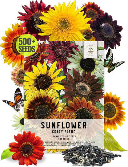Seed Needs Sunflower Seeds to Plant The Original Crazy Blend | 500+ Heirloom Seeds 15+ Varieties Open Pollinated & Untreated | Resealable Bulk Package Multicolored Blooms Flower Seed