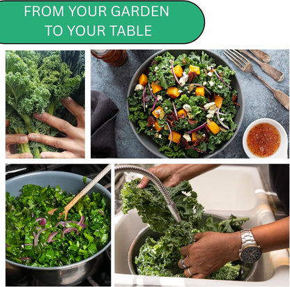 Woods Creek Seeds: Dwarf Siberian Kale Seeds for Planting - Over 480 Heirloom Non-GMO Kale Seeds for Planting Outdoors, Indoors or for Hydroponic Gardening - Ideal for Vegetable Gardening at Home