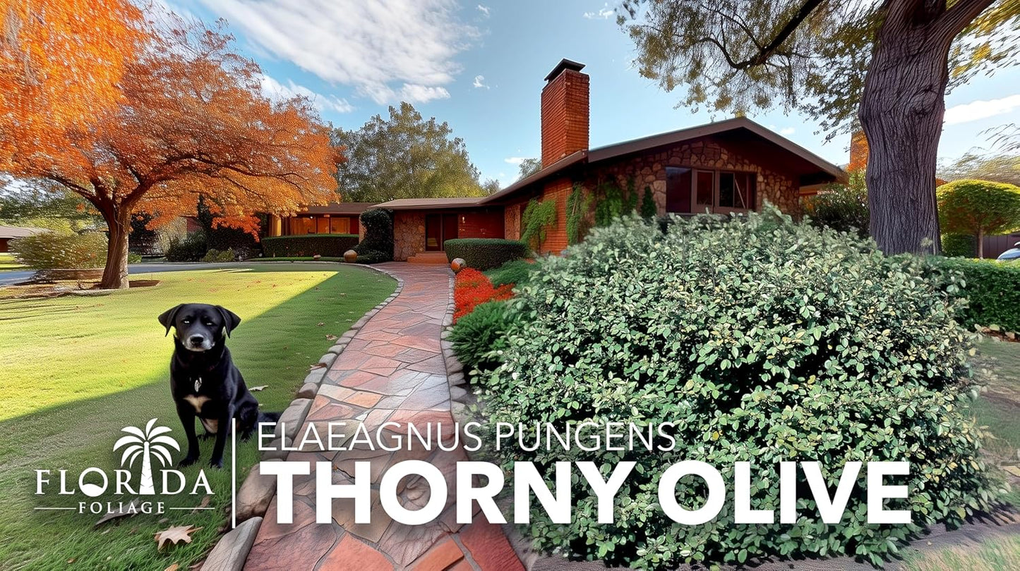Elaeagnus Pungens I 40 Live Plants I Thorny Olive I Hardy Evergreen Shrub with Fragrant Blooms, Perfect for Hedges, Screening & Ornamental Garden Display