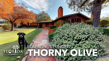Elaeagnus Pungens I 20 Live Plants I Thorny Olive I Hardy Evergreen Shrub with Fragrant Blooms, Perfect for Hedges, Screening & Ornamental Garden Display
