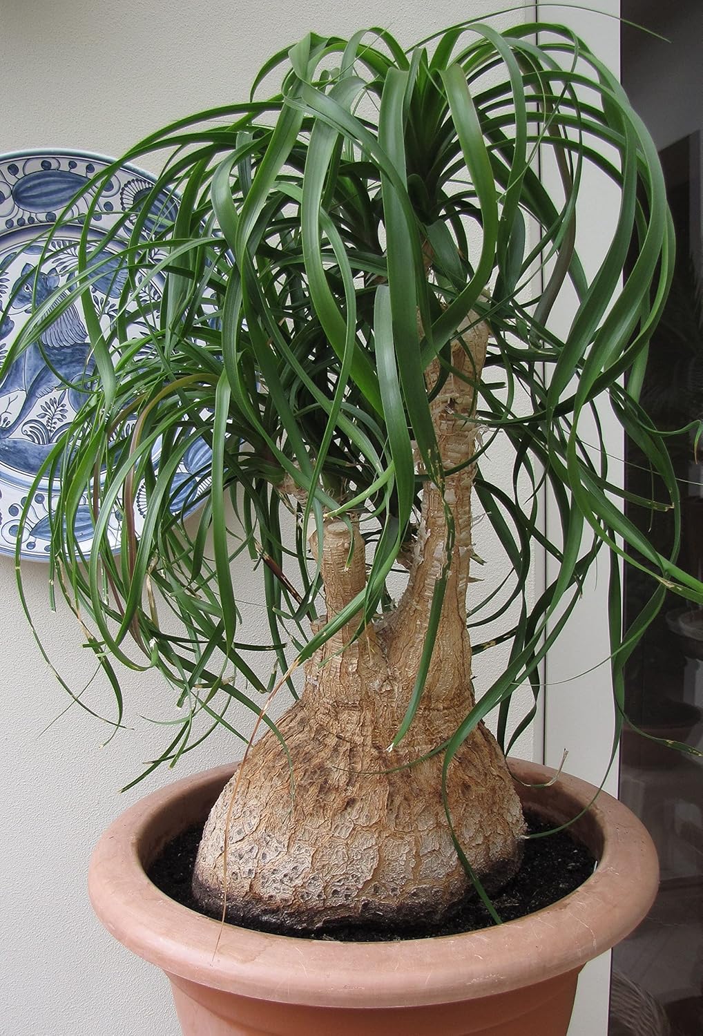 Seeds Ponytail (Bottle Palm) Palmilla Nolina Indoor Perennial Tree