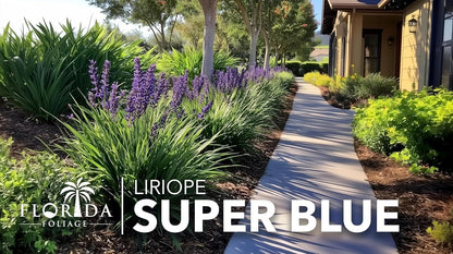 Super Blue Liriope Muscari - 20 Live Plants - Evergreen Ground Cover Grass
