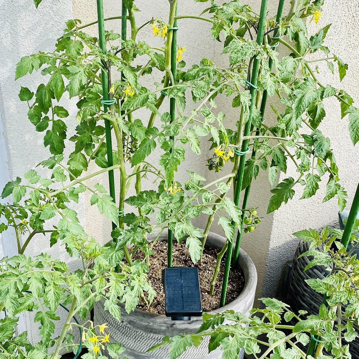 Garden Plant Stakes 36 Inch 3Ft Steel Plant Stick Support, 25 Pack Tomato Stakes for Growing Climbing Plants, Potted Plants, Tomatoes, Trees, Cucumber, Beans, Fences Poles