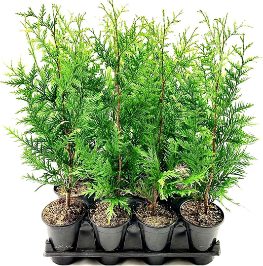 Thuja Green Giant | 1 Live Quart Size Tree | Thuja standishii x plicata | Fast Growing Privacy Screen | Evergreen Landscape Plants for Borders