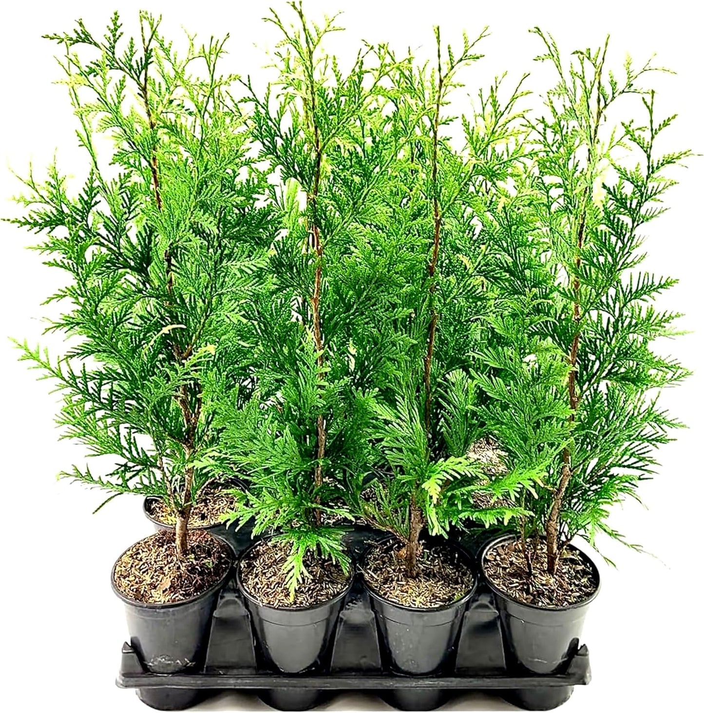 Thuja Arborvitae Green Giant - 3 Live Quart Size Plants - Evergreen Privacy Trees