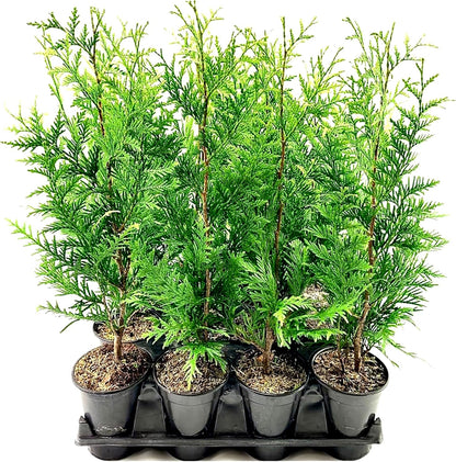 Thuja Arborvitae Green Giant - 5 Live Quart Size Plants - Evergreen Privacy Trees