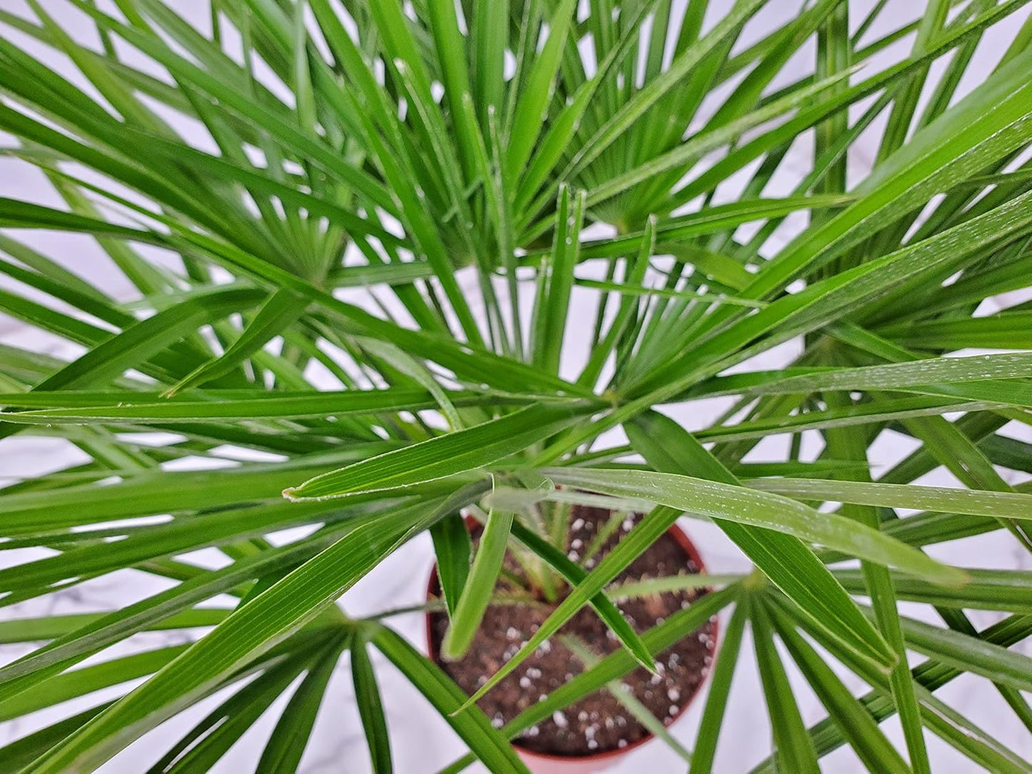 European Fan Palm - Tropical Plants of Florida - Live Palm Tree Plant - Overall Height 30" to 36" (Plant Only)