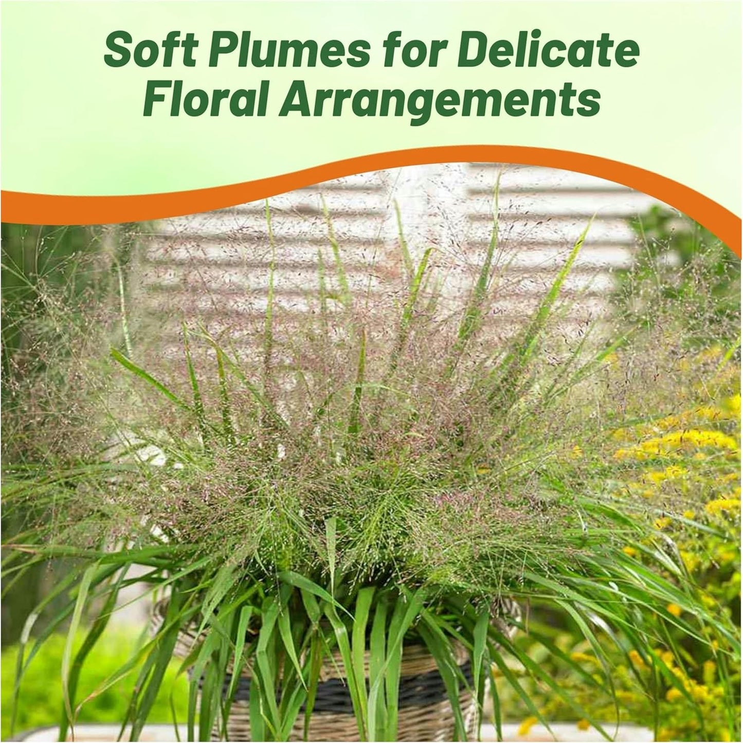 Outsidepride 1000 Seeds Perennial Eragrostis Spectabilis Ornamental Love Grass Seed for Planting