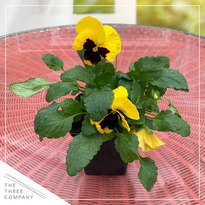 Live Healthy Flowering Pansies - Yellow Blotch (4 Plants Per Pack), Beautiful Fall Color, 6" Tall by 4" Wide in 1 Pint Square Pot