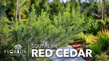 Southern Red Cedar | 40 Live Plants | Juniperus Virginiana Silicicola | Evergreen Privacy Trees | Native Landscape Plants