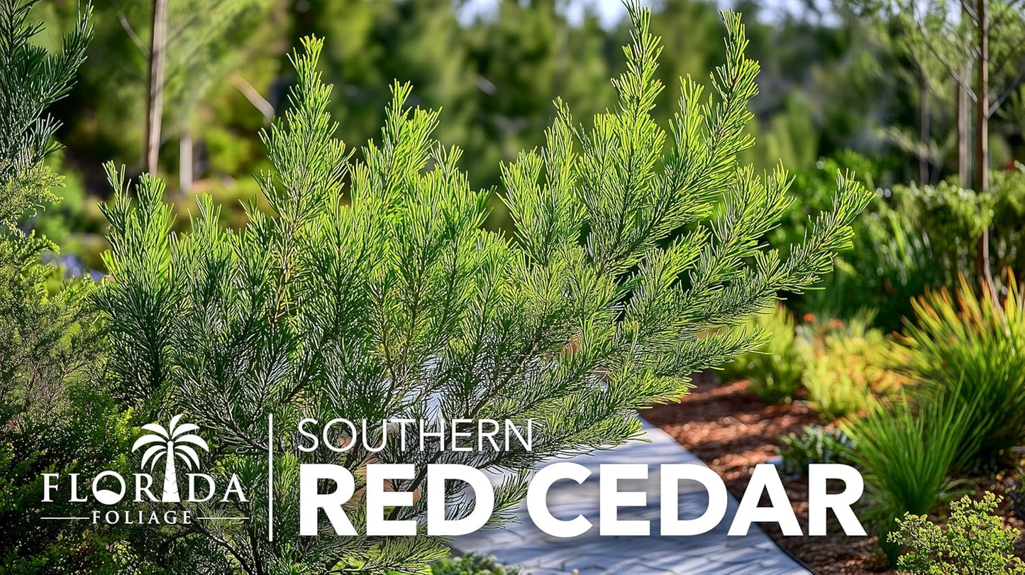 Southern Red Cedar | 3 Live 4 Inch Pots | Juniperus Virginiana Silicicola | Evergreen Privacy Trees | Native Landscape Plants