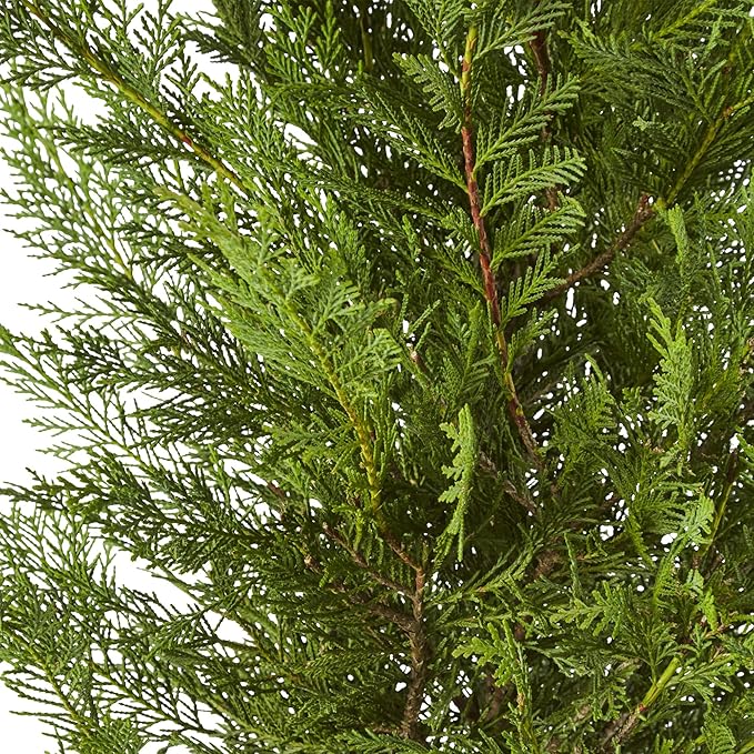 2.25 Gallon Cypress Leyland Shrub