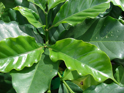 Seeds Flowers Arabian Coffee Tree Indoor - 5 Seeds