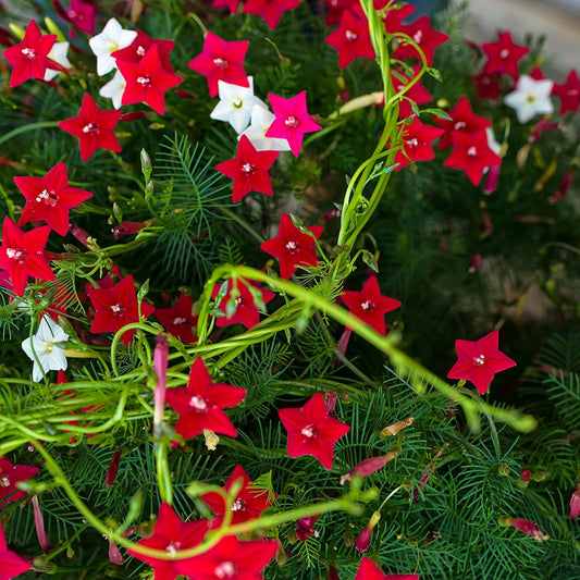 Outsidepride Mixed Cypress Vine Seeds - 200 Pcs Annual Flower Seeds with Nectar-Rich, Star-Shaped Flowers & Feathery, Fern-Like Leaves for Fences, Trellises, Pergolas & Vertical Gardens