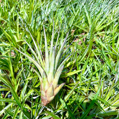 ragnaroc Air Plants - Tillandsia Fasciculata Tricolor, Large 4-6" - 5ct - Live Arrival Guaranteed - House Plants for Home Decor & Gift
