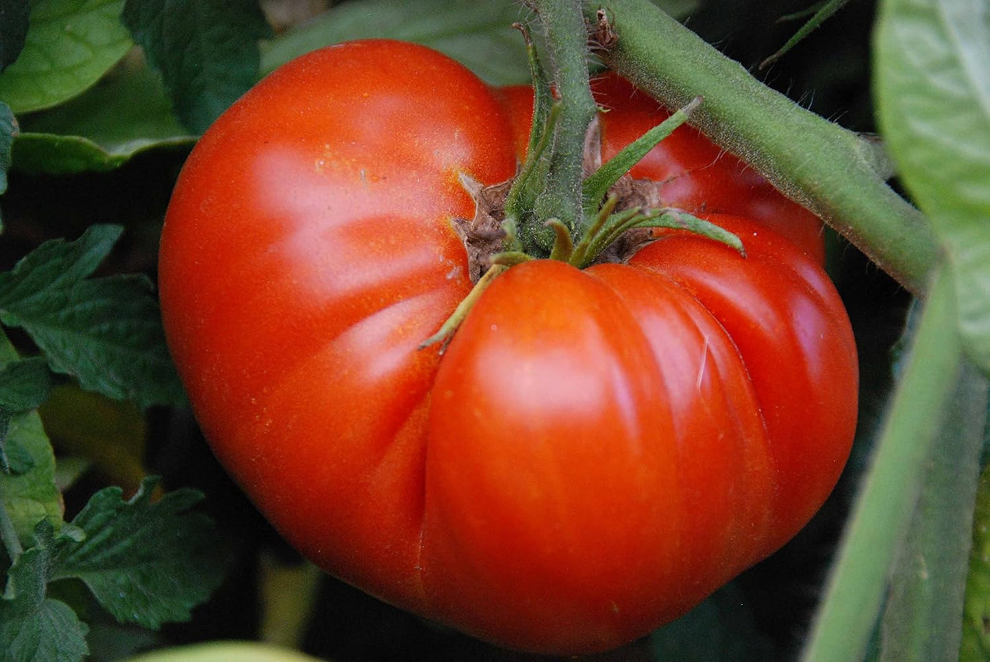 Seeds Vegetable Beefsteak Tomato Red Giant Indetereminate Non GMO for Planting Heirloom