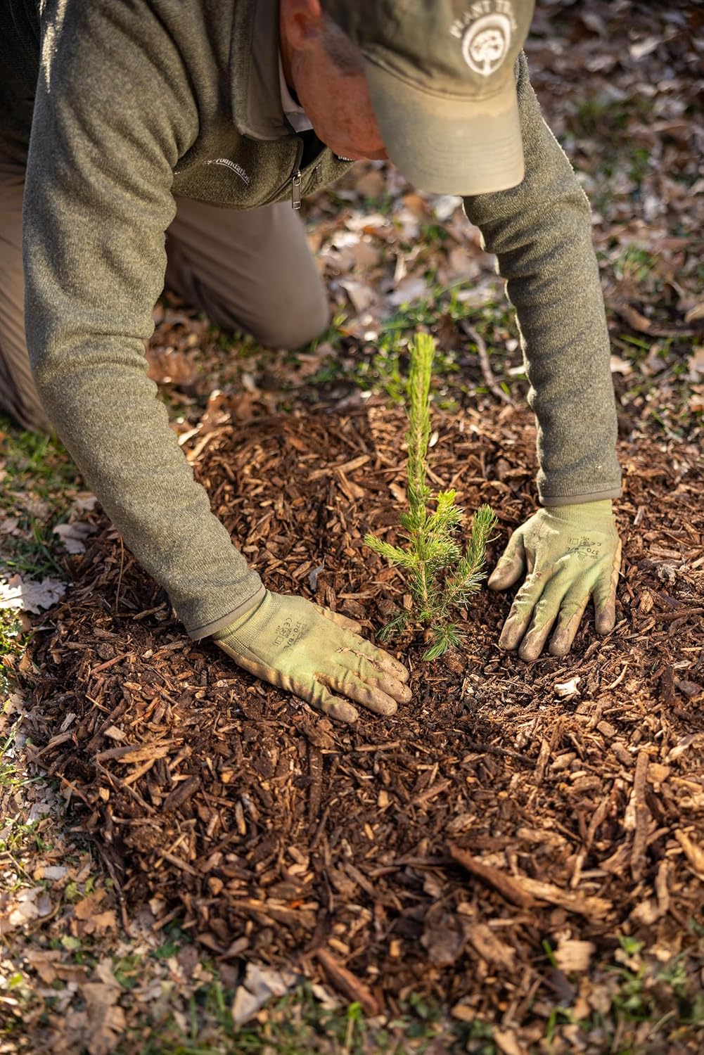 White Spruce Live Tree Seedlings | 6"-12" | Arbor Day Foundation (3-Pack)