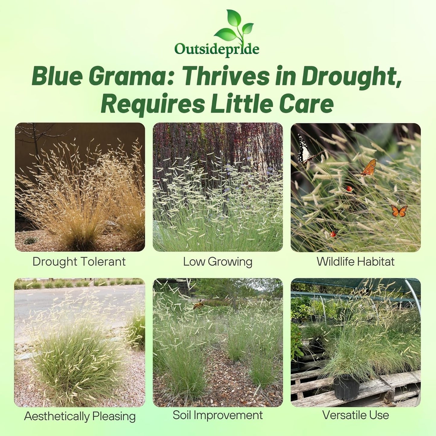 Outsidepride Blue Grama Native Grass Seed - 5 lb. Perennial, Drought Tolerant & Low Maintenance, Pasture Seeds for Planting Densely Tufted Leaves, Ideal for Hay Foraging, Grazing & Erosion Control
