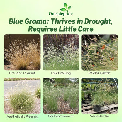 Outsidepride Blue Grama Native Grass Seed - 5 lb. Perennial, Drought Tolerant & Low Maintenance, Pasture Seeds for Planting Densely Tufted Leaves, Ideal for Hay Foraging, Grazing & Erosion Control