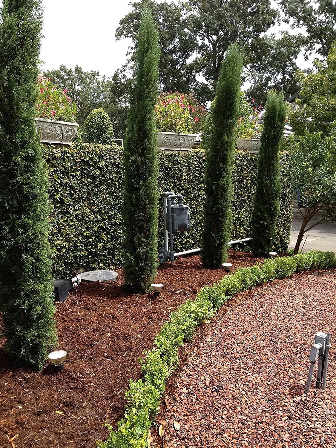 Florida Foliage Italian Cypress Tree | 10 Live Seedlings Cupressus Sempervirens Formal Elegant Mediterranean Style Plants, Green