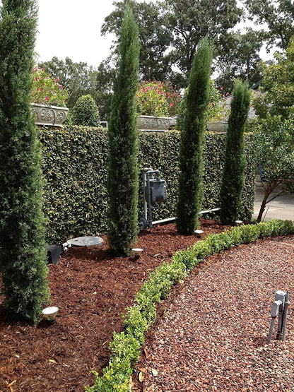 Florida Foliage Italian Cypress Tree | 10 Live Seedlings Cupressus Sempervirens Formal Elegant Mediterranean Style Plants, Green