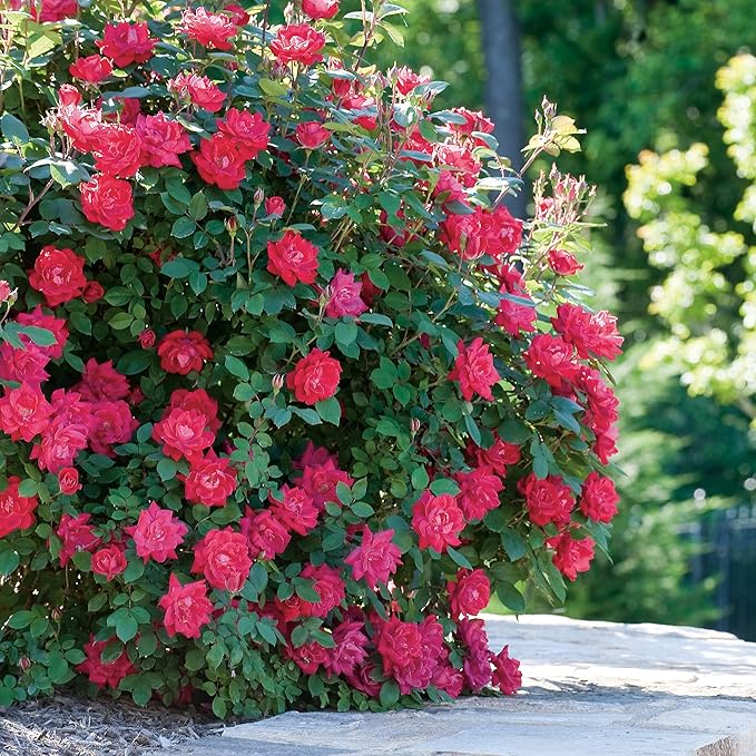 Double Rose, 2 Gal, Red Blooms (Double Red)