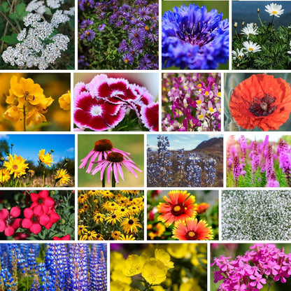 Northeastern Wildflower Seeds Bulk – 1 lb, 640,000+ Seeds – Annual & Perennial Wildflower Mix with Native Northeast Flowers – Regional Pollinator Flower Seed for Garden & Meadow