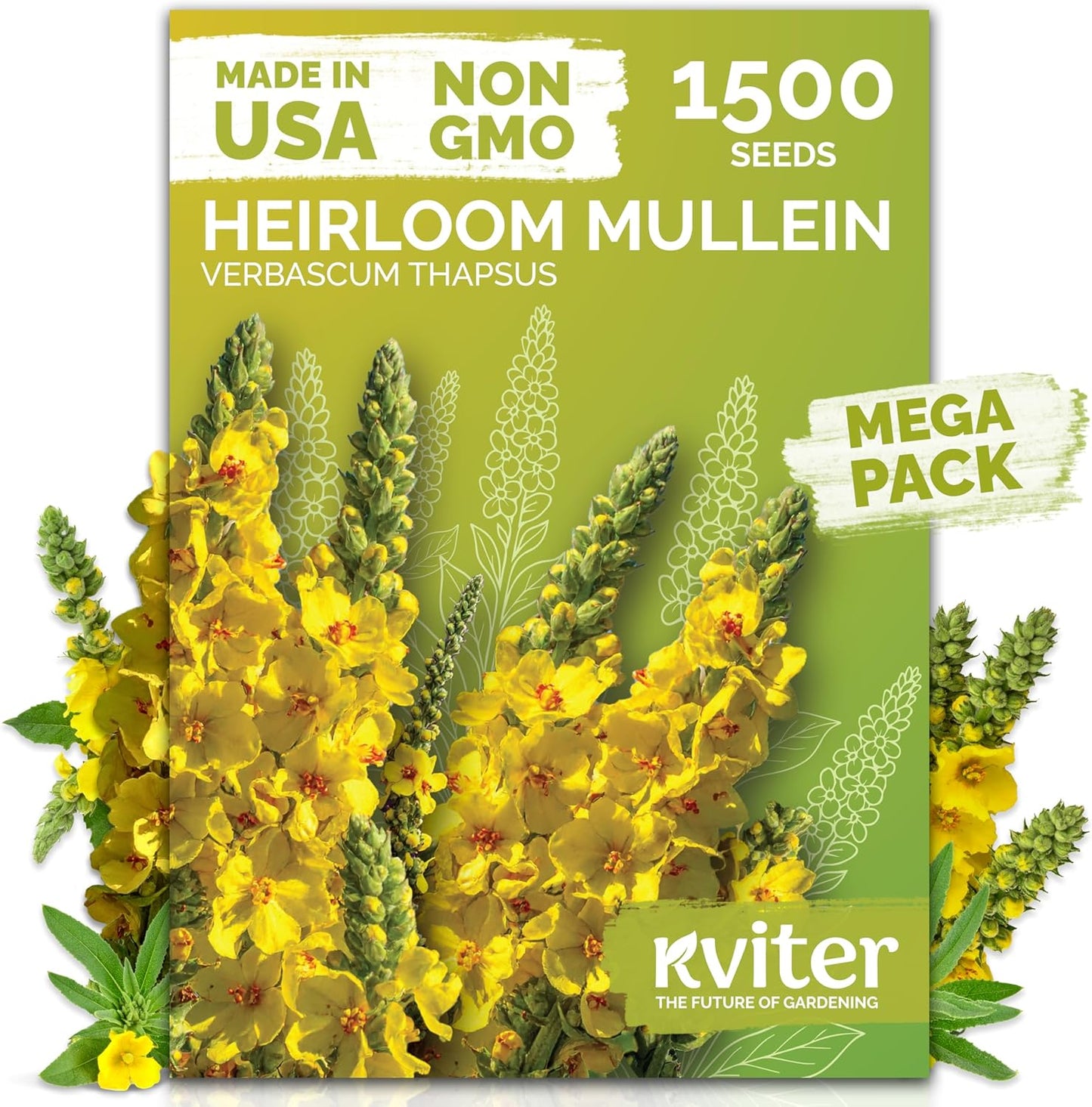 KVITER 1,500 Mullein Seeds for Planting (Verbascum Thapsus) – Mullein Herb, Heirloom Seed Non GMO Organic – Ideal for Herb Garden – US Grown Herbs Flower Seeds