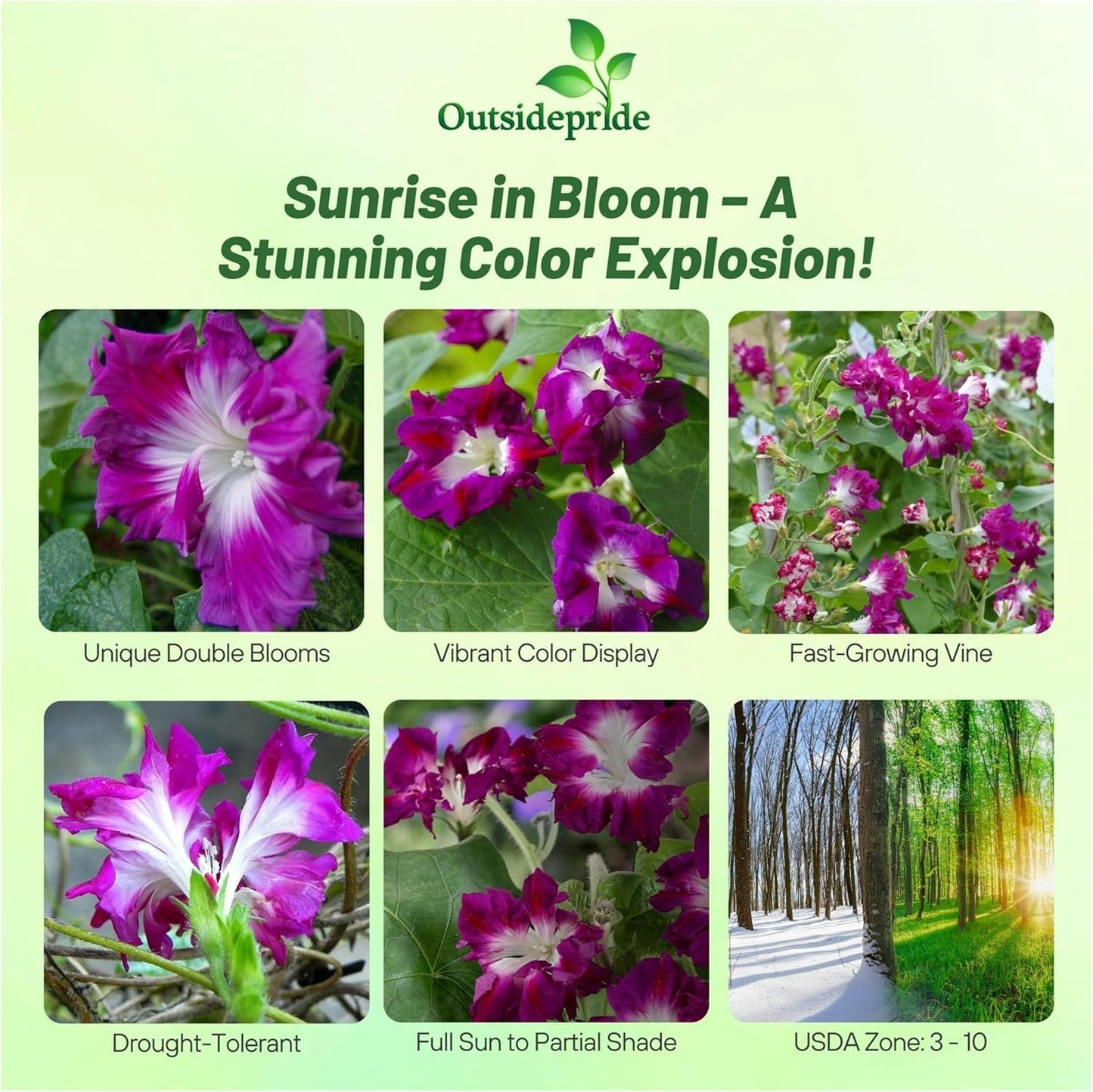 Outsidepride Sunrise Serenade Morning Glory Seeds - 50 Pcs. Annual, Climbing & Vining Flower Seeds for Planting Cerise & Purple Blooms, Ideal for Gardens, Trellises & Vertical Landscapes