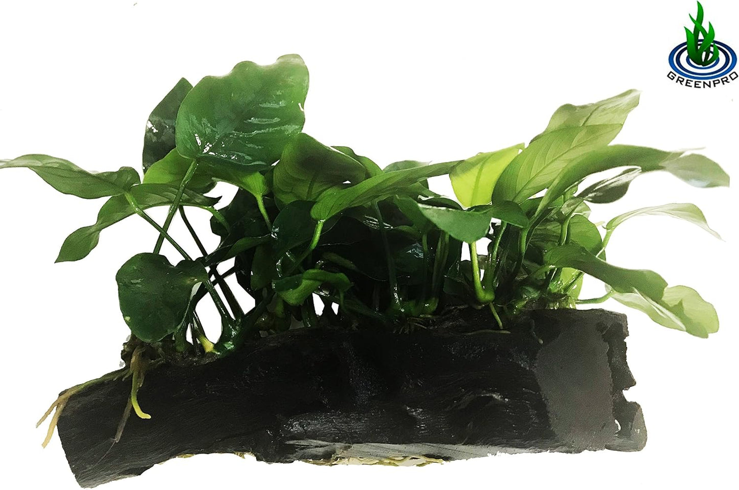 Greenpro (Anubias Nana 10+ Leaf Rooted) Anubias, Java Fern, Moss and More! Freshwater Live Aquarium Plants on Driftwood for Aquatic Tropical Fish Tank Decorations - Easy for Beginner