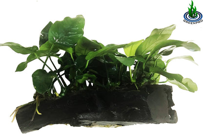 Greenpro (Anubias Nana 10+ Leaf Rooted) Anubias, Java Fern, Moss and More! Freshwater Live Aquarium Plants on Driftwood for Aquatic Tropical Fish Tank Decorations - Easy for Beginner