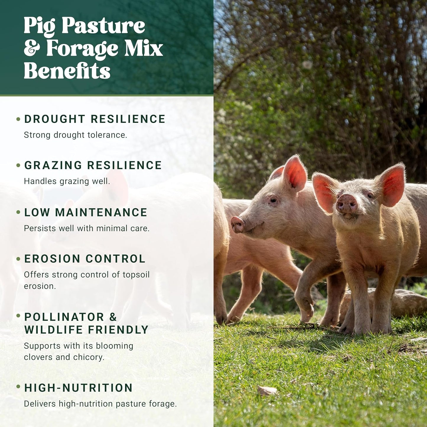 Nature’s Seed Pig Forage Mix, Pasture Grass Seed Blend, Wildlife Food Plot for Deer, Elk and More, 10 lbs