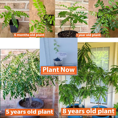 Curry Leaf Plant. Live Plant. Fragrant, Beautiful, Edible. Easy Grow. Indian Cooking Must Have. Murraya Koenigii. (2 Sacs)
