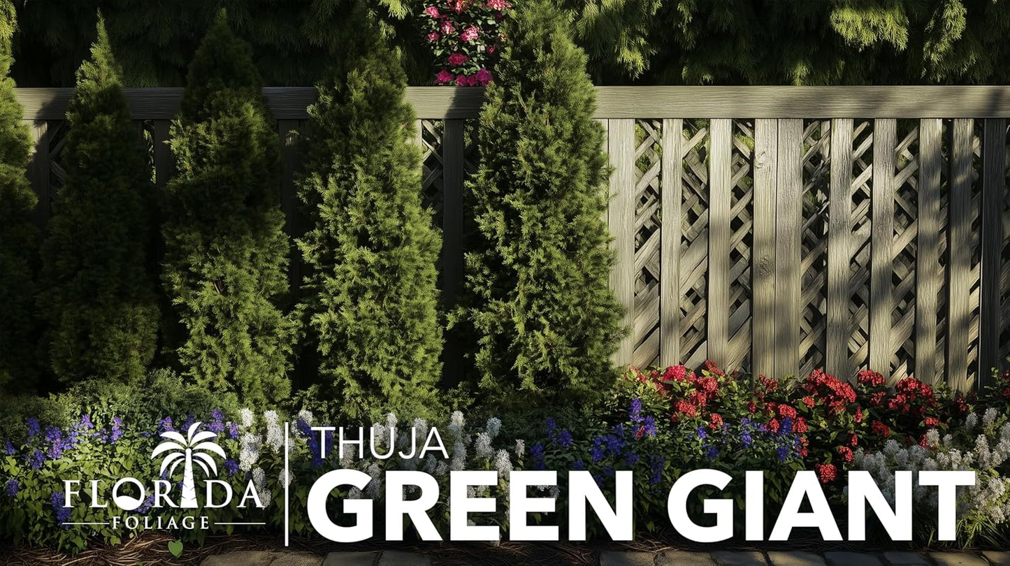 Thuja Green Giant | 10 Live Trees | Thuja standishii x plicata | Fast Growing Privacy Screen | Evergreen Landscape Plants for Borders
