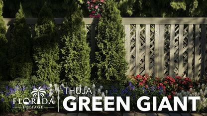 Thuja Green Giant | 1 Live Quart Size Tree | Thuja standishii x plicata | Fast Growing Privacy Screen | Evergreen Landscape Plants for Borders