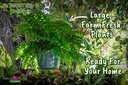 Live Boston Fern Hanging Basket Plant (10" Hanging Basket) - Overall Spread 25" to 30" - Tropical Plants of Florida