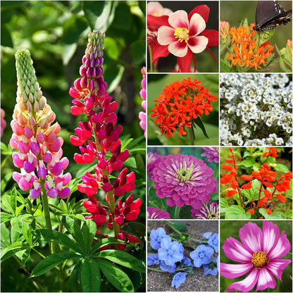 Seed Needs Wildflower Seeds Hummingbird and Butterfly Seed Mix | 10 Packs (1 Ounce Each) No Filler 23 Varieties Garden Seeds Annual & Perennial Species | Pollinator Attracting Flower Seed | Bulk