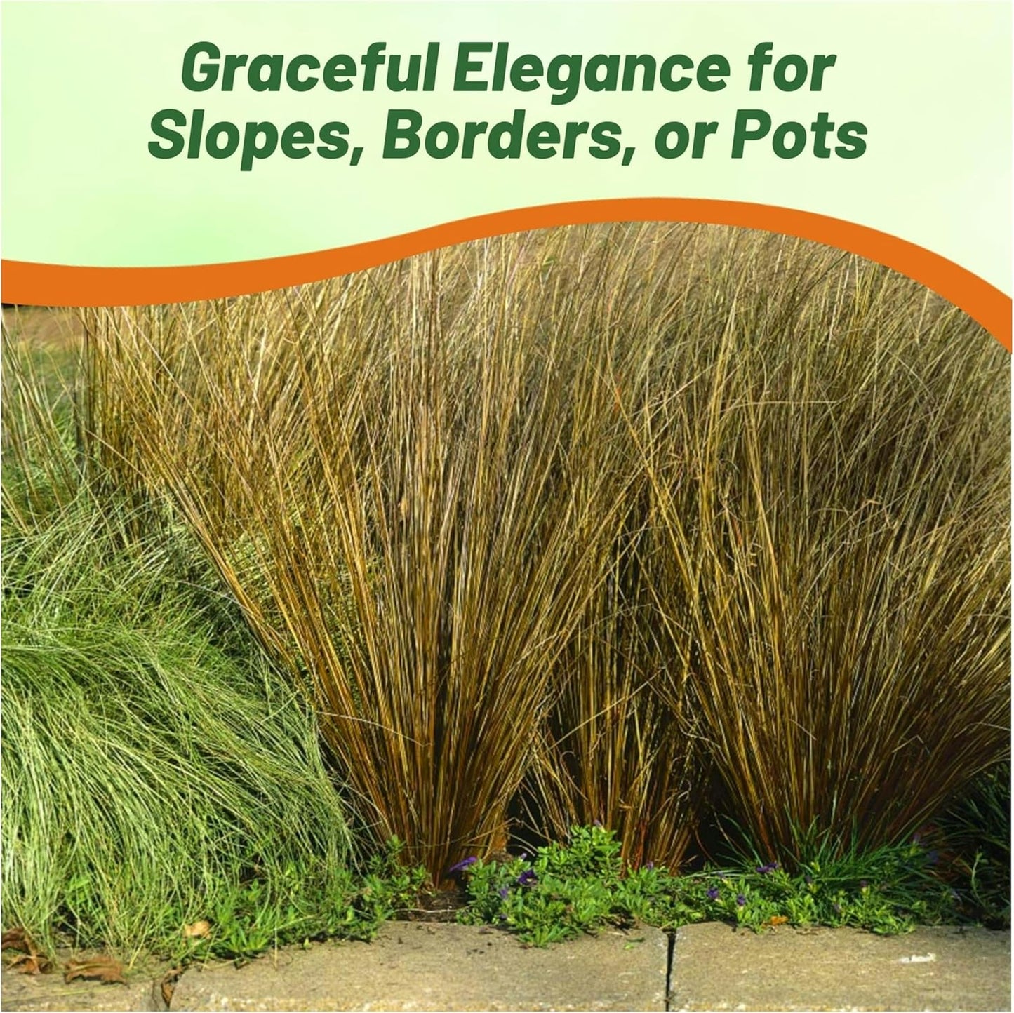 Outsidepride Carex Red Rooster Ornamental Grass Seed – 400 Pcs. Perennial, Low-Maintenance, Drought-Tolerant Grass Seeds with Low Growing Foliage for Borders, Ground Covers, & Outdoor Living Spaces