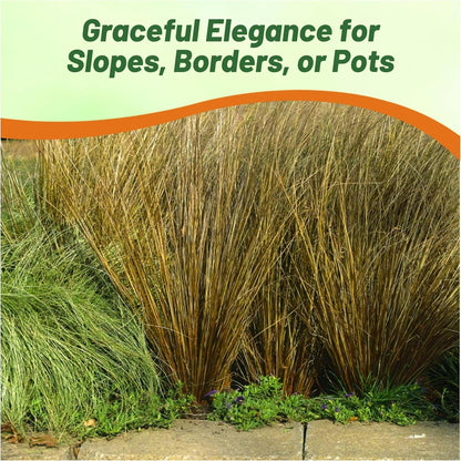Outsidepride Carex Red Rooster Ornamental Grass Seed – 400 Pcs. Perennial, Low-Maintenance, Drought-Tolerant Grass Seeds with Low Growing Foliage for Borders, Ground Covers, & Outdoor Living Spaces