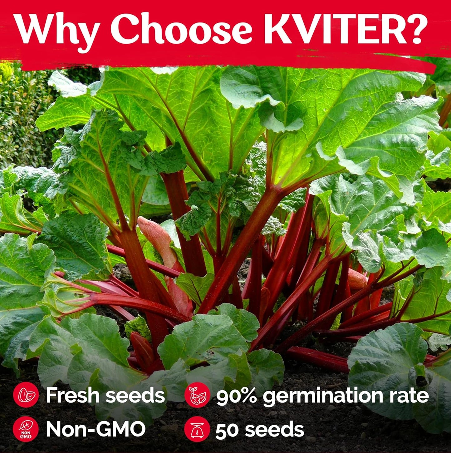 KVITER 50 Red Victoria Rhubarb Seeds for Planting (Rheum Rhabarbarum) – Organic & Heirloom Seeds, Perennial Vegetable Seeds – Perfect for Rhubarb Jam & Pies, Grow in Beds & Outdoor Garden