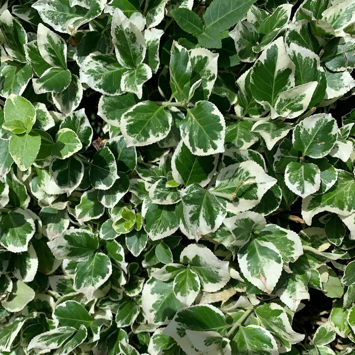 2 Emerald Gaiety Euonymus in 3.5" Nursery Cubes | Euonymus fortunei ‘Emerald Gaiety’ | Live Plants | Variegated Evergreen Shrub for Borders, Groundcover & Containers