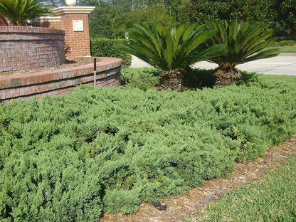 Juniper Parsoni - 3 Live Plants - Juniperus Squamata Expansa Parsons - Drought Tolerant Cold Hardy Evergreen Ground Cover