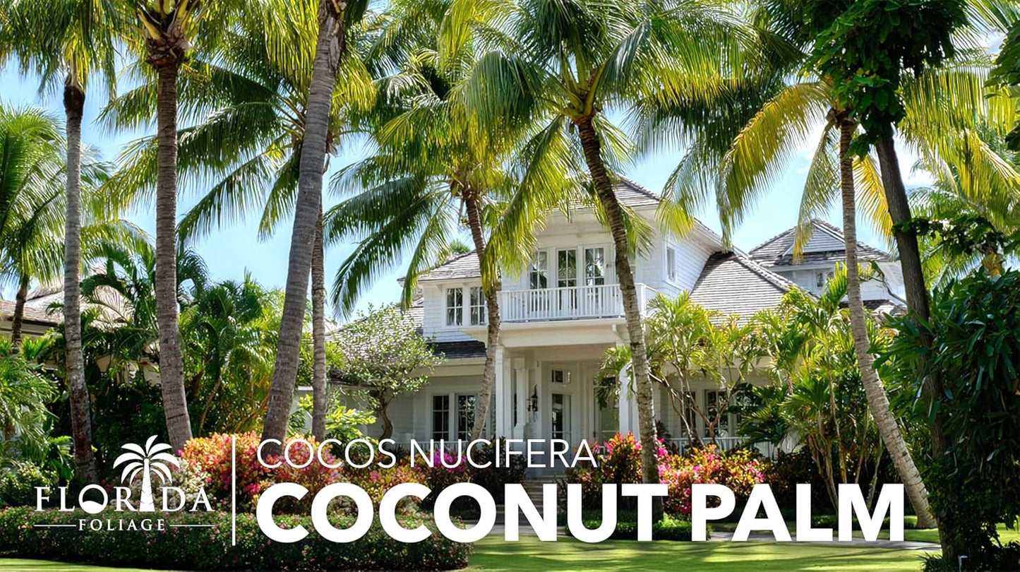 Coconut Palm | 2 Large Gallon Size Plants | Cocos nucifera | Tropical Landscaping, Indoor Tree, Patio Specimen, Air Purifying, Low Maintenance, Fast Growing, Exotic Houseplant, Lush Foliage