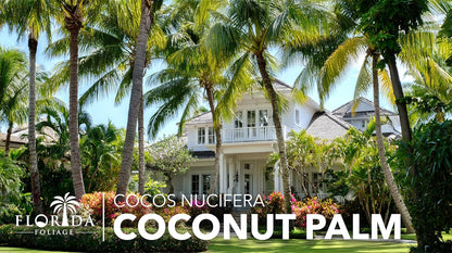 Coconut Palm | 2 Large Gallon Size Plants | Cocos nucifera | Tropical Landscaping, Indoor Tree, Patio Specimen, Air Purifying, Low Maintenance, Fast Growing, Exotic Houseplant, Lush Foliage