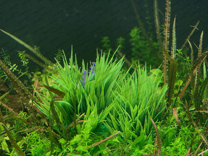BEGONDIS 2Pcs Aquarium Decorations Fish Tank Artificial Green Water Plants Made of Soft Fabrics Plastic